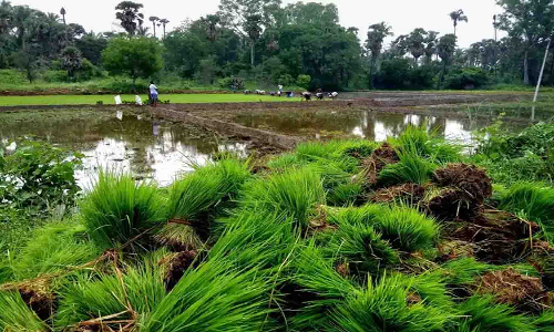 அமராவதி பாசனப்பகுதிகளில் நெல் நடவு பணிகள் தீவிரம்