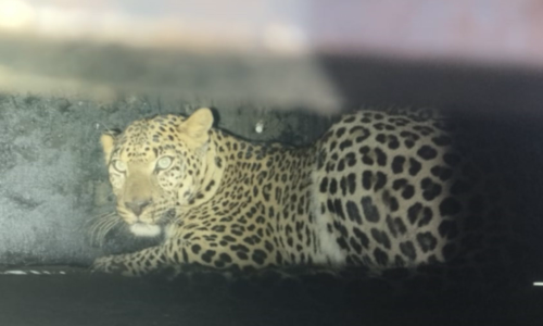 ஊட்டி அருகே சிறுமியை கொன்ற சிறுத்தை கூண்டில் சிக்கியது