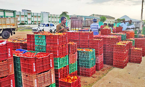 வரத்து அதிகரிப்பால் விலை சரிவு ஒட்டன்சத்திரத்தில் தக்காளியை கூவி, கூவி விற்கும் நிலை