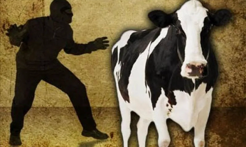 முதியவரை கட்டிப்போட்டு மாடு திருட முயன்ற கும்பல் சிக்கியது