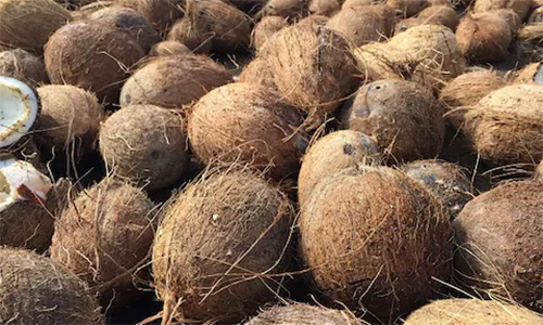 கவுந்தப்பாடி ஒழுங்குமுறை விற்பனை கூடத்தில் தேங்காய் ஏலம்