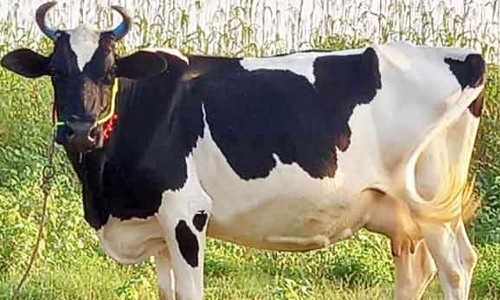 மேட்டுப்பாளையத்தில் மாட்டை திருடி விற்றவர் மீது வழக்கு