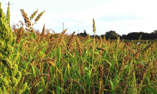 விவசாயிகளுக்கு பயிர் சாகுபடி  பயிற்சி