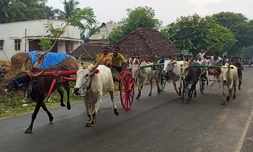மாடு, குதிரை வண்டி எல்கை பந்தையம்