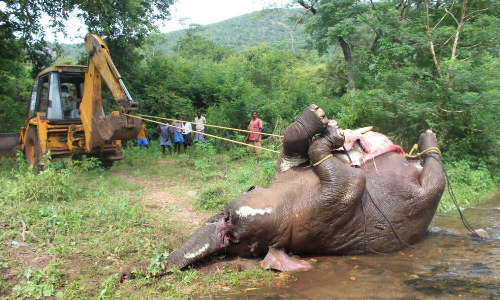 பிரசவத்தின் போது உயிரிழப்பு:  பிரேத பரிசோதனை செய்து யானையை   வனத்துறையினர் அடக்கம் செய்தனர்