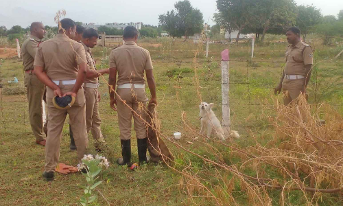 கம்பி வேலியில் சிக்கிய நாய் உயிருடன் மீட்பு