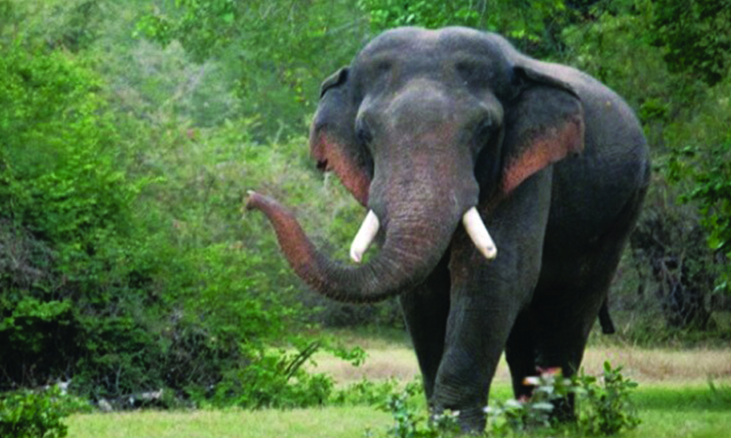 ஊருக்குள் புகுந்து தொடர் அட்டகாசம்: அடர்ந்த வனப்பகுதிக்குள் காட்டு யானையை விரட்ட வேண்டும் ஊருக்குள் புகுந்து தொடர் அட்டகாசம்: அடர்ந்த வனப்பகுதிக்குள் காட்டு யானையை விரட்ட வேண்டும்