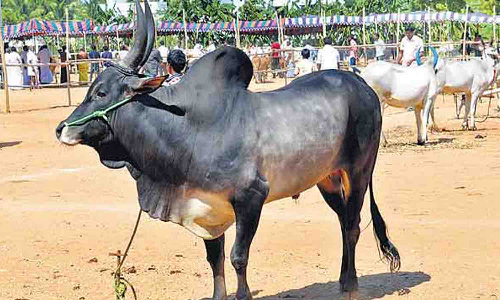 பழையகோட்டை சந்தையில் காங்கேயம் இன மாடுகள் ரூ.30 லட்சத்துக்கு விற்பனை