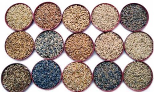 விவசாயிகள் பாரம்பரிய ரகங்களின் விதைகளை வாங்கி பயன்படுத்தி லாபம் பெறலாம்