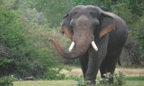 ஊருக்குள் புகுந்து தொடர் அட்டகாசம்:  அடர்ந்த வனப்பகுதிக்குள்  காட்டு யானையை விரட்ட வேண்டும்