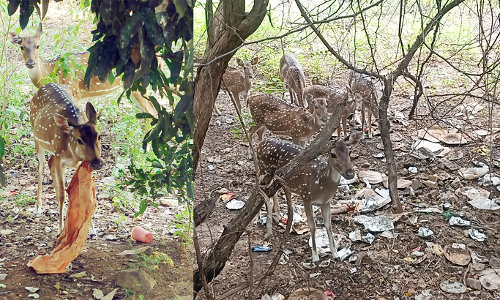 கிரிவலப்பாதை வனப்பகுதியில் பிளாஸ்டிக் குப்பைகள்