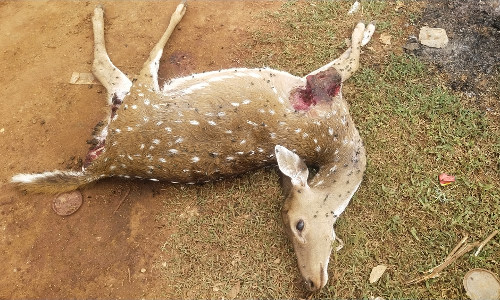 மேட்டுப்பாளையம் அருகே மர்மான முறையில் இறந்து கிடந்த புள்ளிமான்