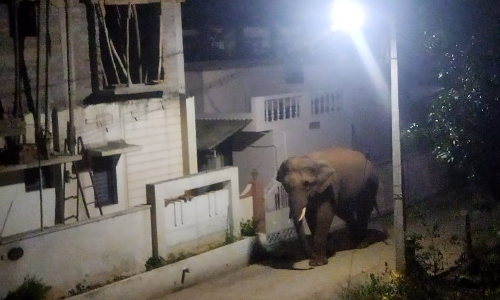 தொண்டாமுத்தூர் அருகே  ஊருக்குள் புகுந்து மிரட்டிய ஒற்றை யானை