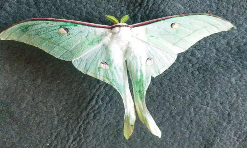 கோத்தகிரியில் தென்பட்ட பெரிய வண்ணத்துப்பூச்சி