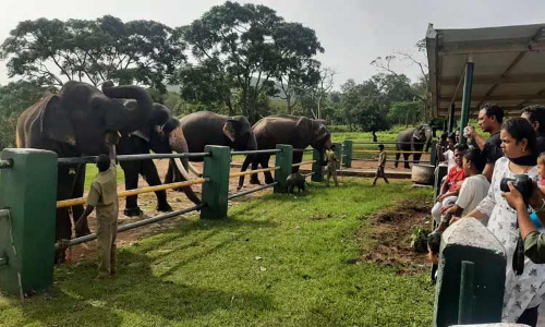 முதுமலைக்கு சுற்றுலா பயணிகள் வருகை அதிகரிப்பு