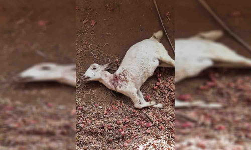 உடுமலையில் மீண்டும் மர்மவிலங்கு நடமாட்டத்தால் பொதுமக்கள் அச்சம்