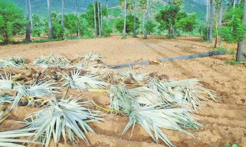 களக்காடு அருகே யானை அட்டகாசம்; பனை மரங்கள் நாசம்