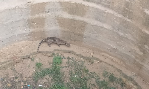 கிணற்றில் தவறி விழுந்த மரநாய் உயிருடன் மீட்பு