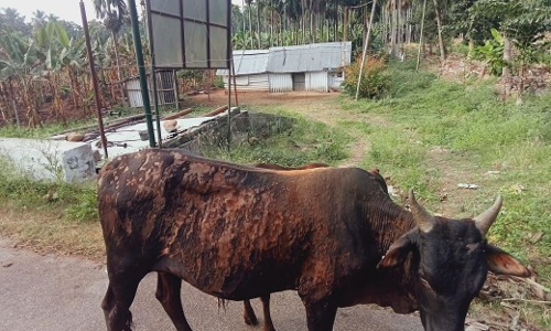 மாடுகள் மீது ஆசிட் வீச்சு-நர்சரி உரிமையாளர் மகன் உள்பட 2 பேர் தலைமறைவு