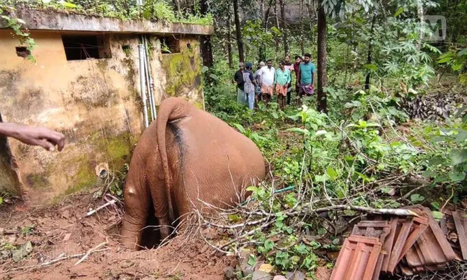 திருச்சூர் அருகே கழிவு நீர் தொட்டியில் தவறி விழுந்து காட்டு யானை பலி