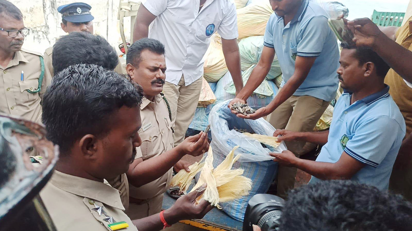 கடல் அட்டைகள், சுறா பீலிகள் பதுக்கல்: 2 பேரிடம் வனத்துறையினர் விசாரணை