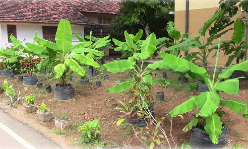 விவசாய தோட்டங்களில் தனியாக வசிக்கும் முதியவர்களை குறி வைத்து கொள்ளையில் ஈடுபடும் கும்பல்