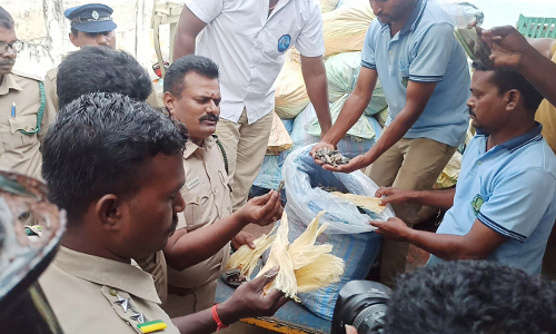 கடல் அட்டைகள், சுறா பீலிகள் பதுக்கல்: 2 பேரிடம் வனத்துறையினர் விசாரணை