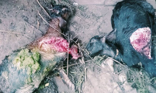 ஆவுடையானூரில்  இரவில் ஆடுகளை கடித்து குதறிய மர்ம விலங்கு