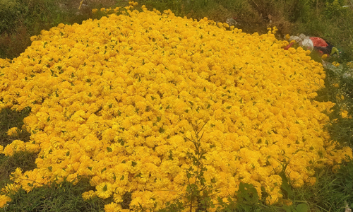 காடையாம்பட்டி பகுதியில்  சாலை ஓரம் வீசப்படும் செண்டு மல்லி பூக்கள்