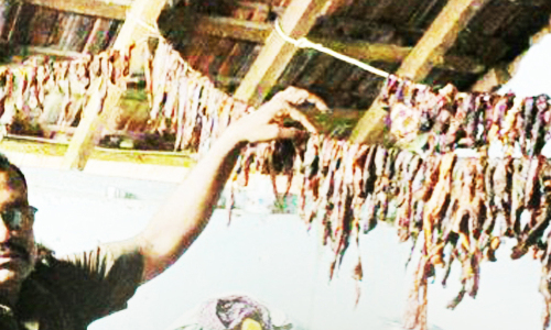 காட்டெருமையை வேட்டையாடி கறியை வீட்டில் காய வைத்திருந்த அவலம்