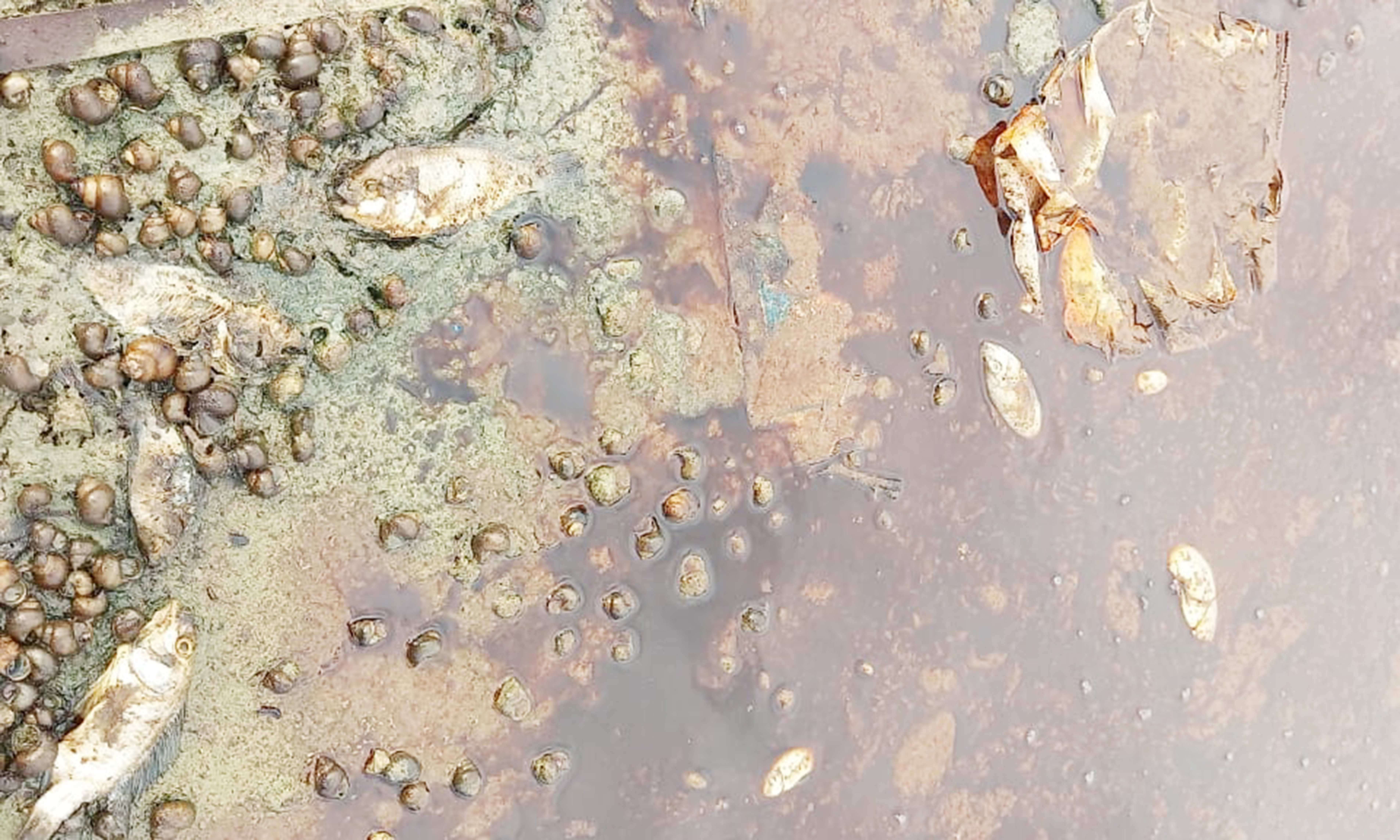 பாசன குளத்தில் நச்சுக்கழிவு கொட்டப்படுவதால் சுகாதார சீர்கேடு ஏற்படும் அபாயம்