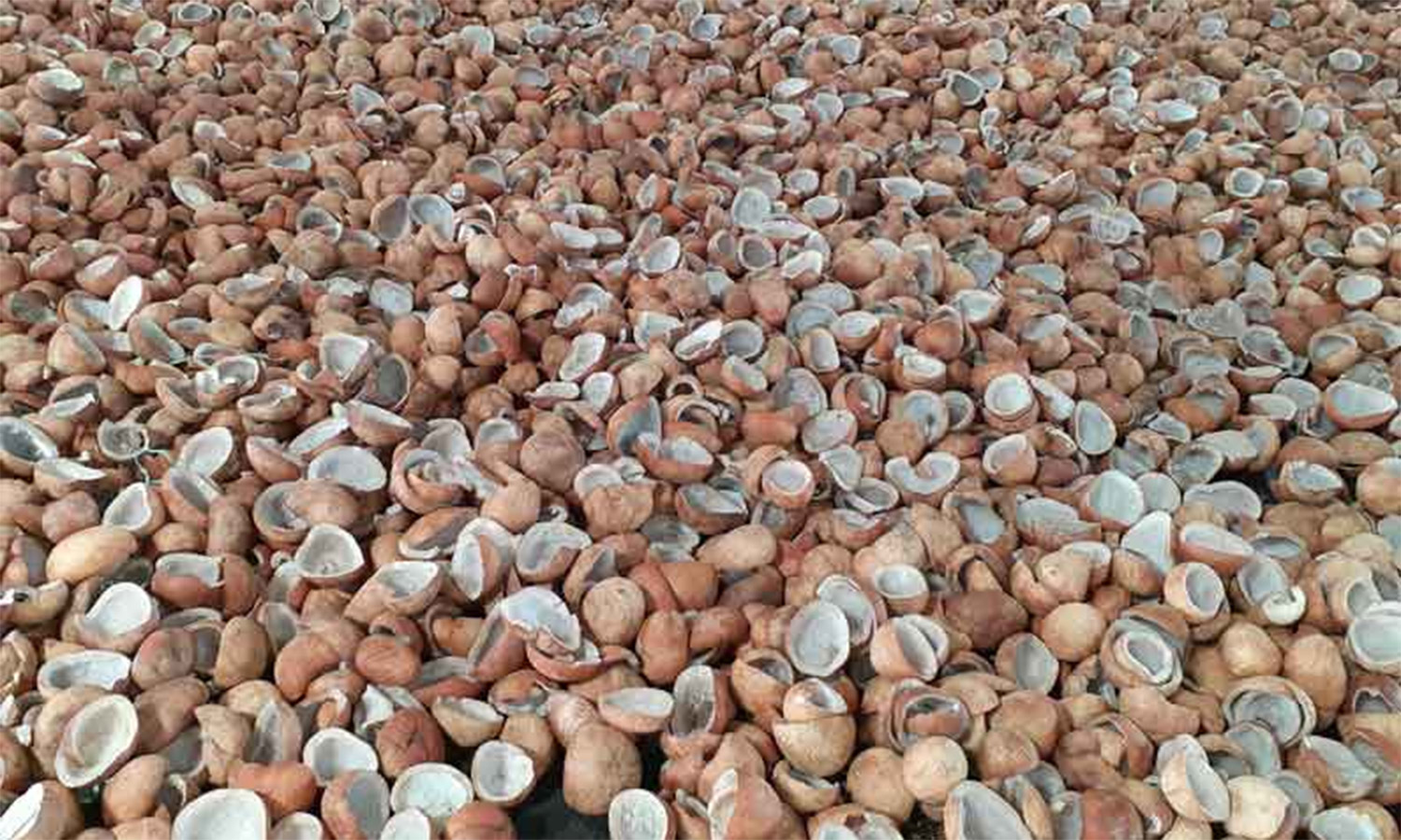 ரூ.3 லட்சத்து 58 ஆயிரத்துக்கு தேங்காய், தேங்காய் பருப்பு ஏலம் ரூ.3 லட்சத்து 58 ஆயிரத்துக்கு தேங்காய், தேங்காய் பருப்பு ஏலம்