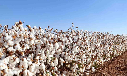 அவினாசியில் ரூ. 56 லட்சத்துக்கு பருத்தி விற்பனை