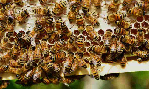 தேனீ வளர்ப்பு பயிற்சி-விவசாயிகளுக்கு அழைப்பு