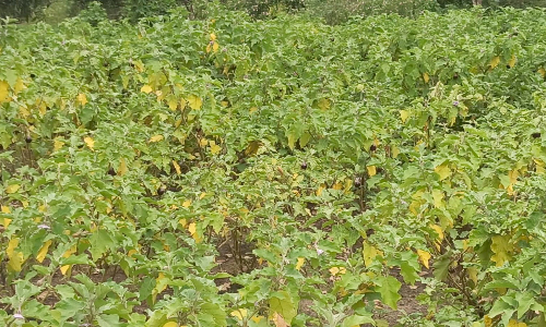 போச்சம்பள்ளி பகுதிகளில்  கத்திரியை தாக்கும் வண்டு, வேர் புழுக்கள்