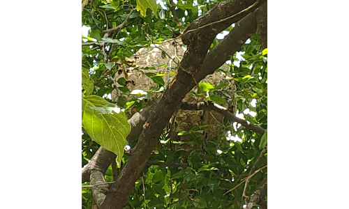 போச்சம்பள்ளி அருகே  குடியிருப்பு பகுதிக்குள் இருந்த செங்குழவி கூடு அழிப்பு