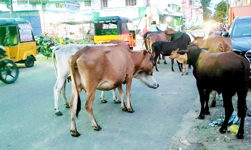 சாலையில் சுற்றி திரியும் மாடுகள்