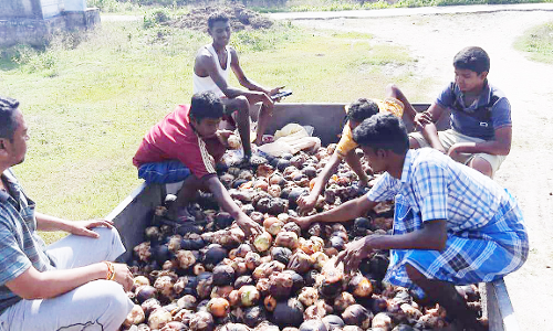 பனை விதைகள் சேகரிப்பு