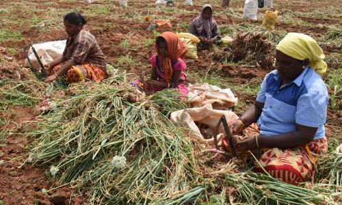 குண்டடம் பகுதியில் சின்ன வெங்காயம் அறுவடை பணிகள் தீவிரம்