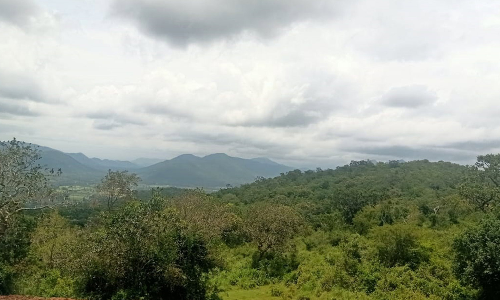 பச்சை பசேல் என காட்சியளிக்கும் பர்கூர் மலைப்பகுதி