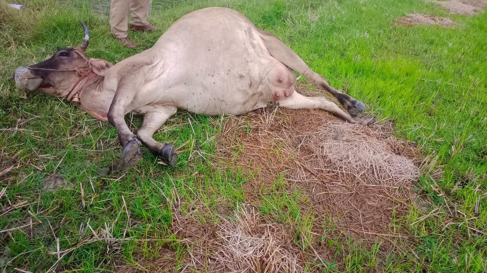 மின்சாரம் தாக்கி விவசாயி, மாடு சாவு