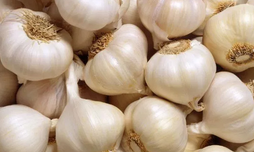 டெல்லி நறுமணப் பொருட்கள் கண்காட்சியில் கொடைக்கானல் மலைப்பூண்டு காட்சிப்படுத்த முடிவு