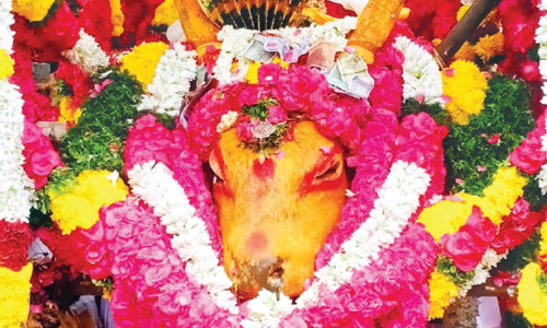 திண்டுக்கல் அருகே இறந்த கோவில் காளைக்கு கிராம மக்கள் கண்ணீர் அஞ்சலி