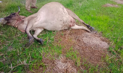 மின்சாரம் தாக்கி விவசாயி, மாடு சாவு