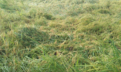 எடப்பாடி பகுதியில் கனமழையால் நெல், வாழை, பருத்தி பயிர்கள் சேதம்