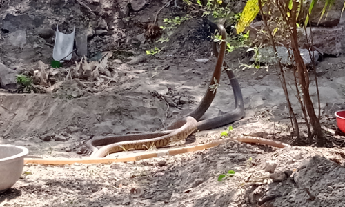 மேட்டுப்பாளையம் அருகே வீட்டின் முன் நடனமாடிய சாரைபாம்புகள்
