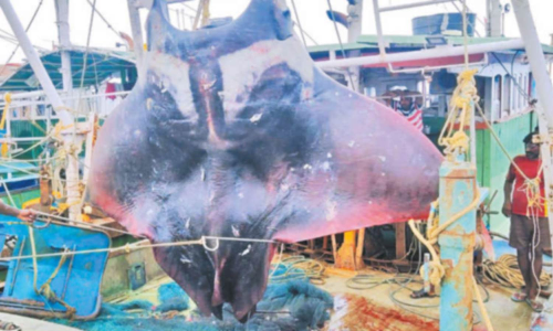 காசிமேடு மீனவர்கள் வலையில் சிக்கிய ராட்சத திருக்கை மீன்