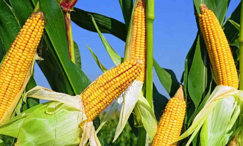 மக்காச்சோளத்தில் படைப்புழு தாக்குதலை கட்டுப்படுத்தும் வழிமுறைகள் - வேளாண் துறை விளக்கம்