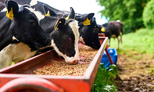 மழையால் நீங்கிய தீவன பற்றாக்குறை - கால்நடை விவசாயிகள் மகிழ்ச்சி