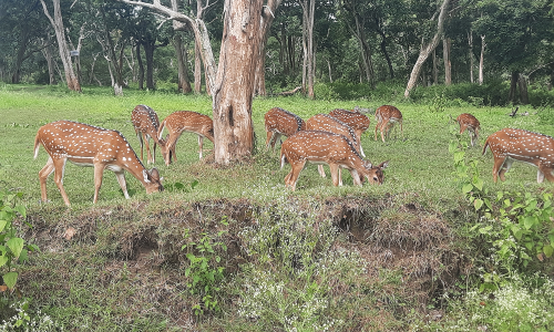 மசினகுடி-தெப்பக்காடு சாலைகளில் கூட்டம், கூட்டமாக வலம் வரும் வனவிலங்குகள்